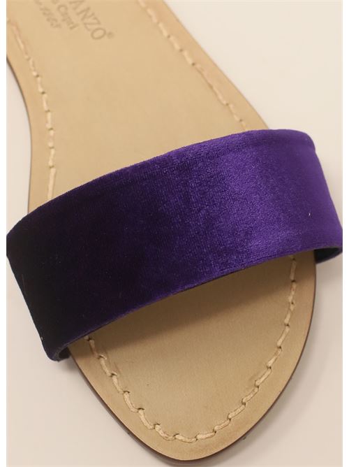 Viola